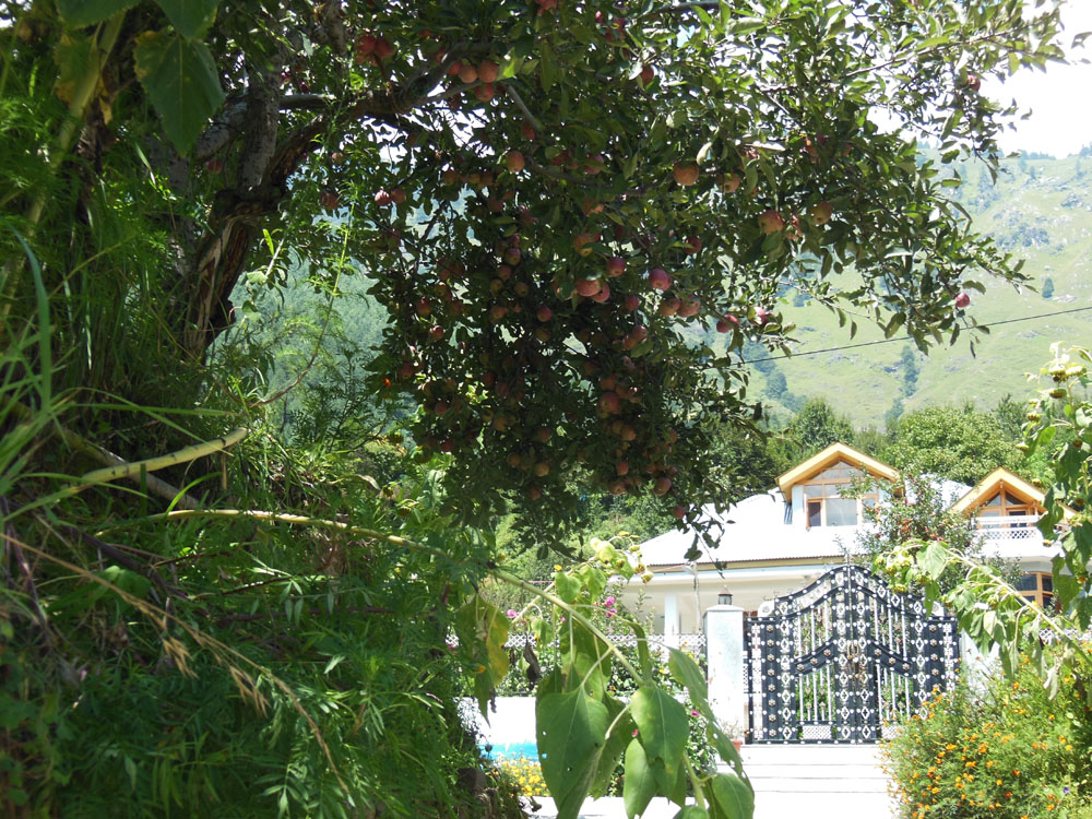 Apple Tree Premier Cottage No.4 - River View Cottage in Manali